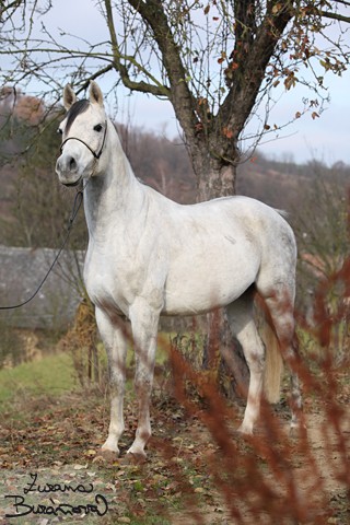 arab
