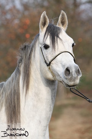 arab2