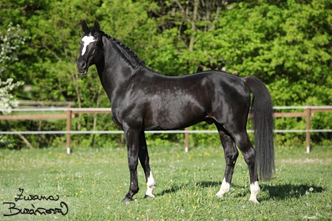 esprit_royal